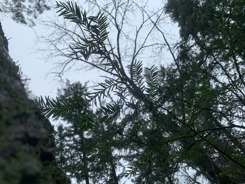 Pacific yew