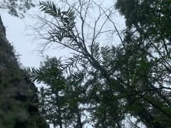 Pacific yew