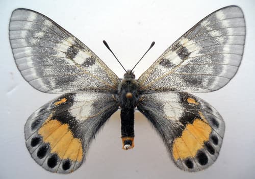 Parnassius autocrator