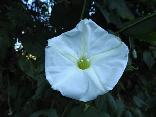 Moonflower