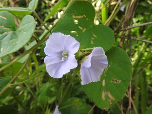 Jacquemontia pycnocephala