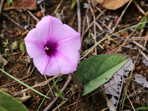 Ipomoea procumbens