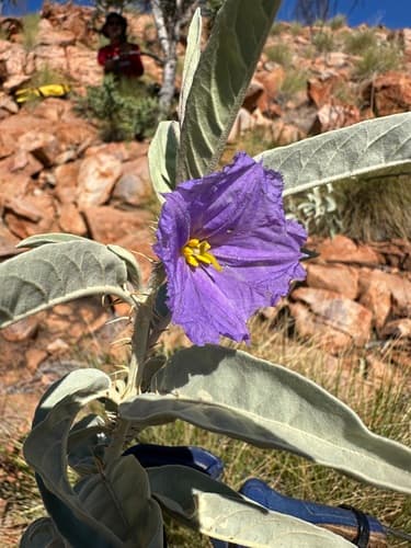 Solanum nectarifolium