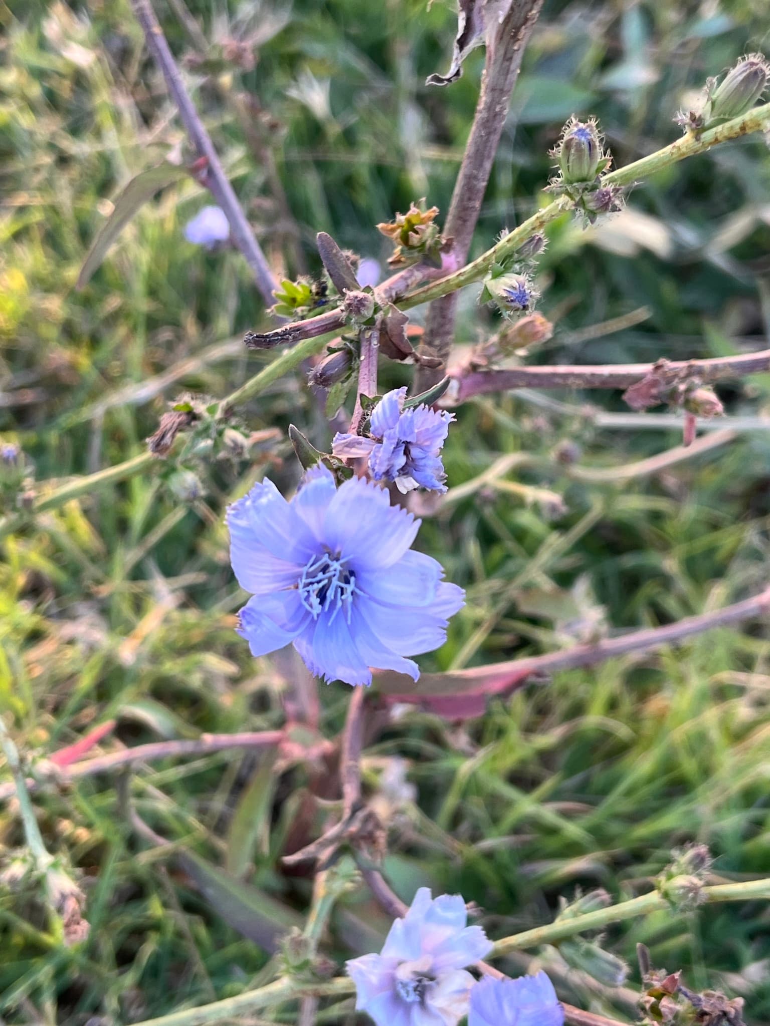 Chicory