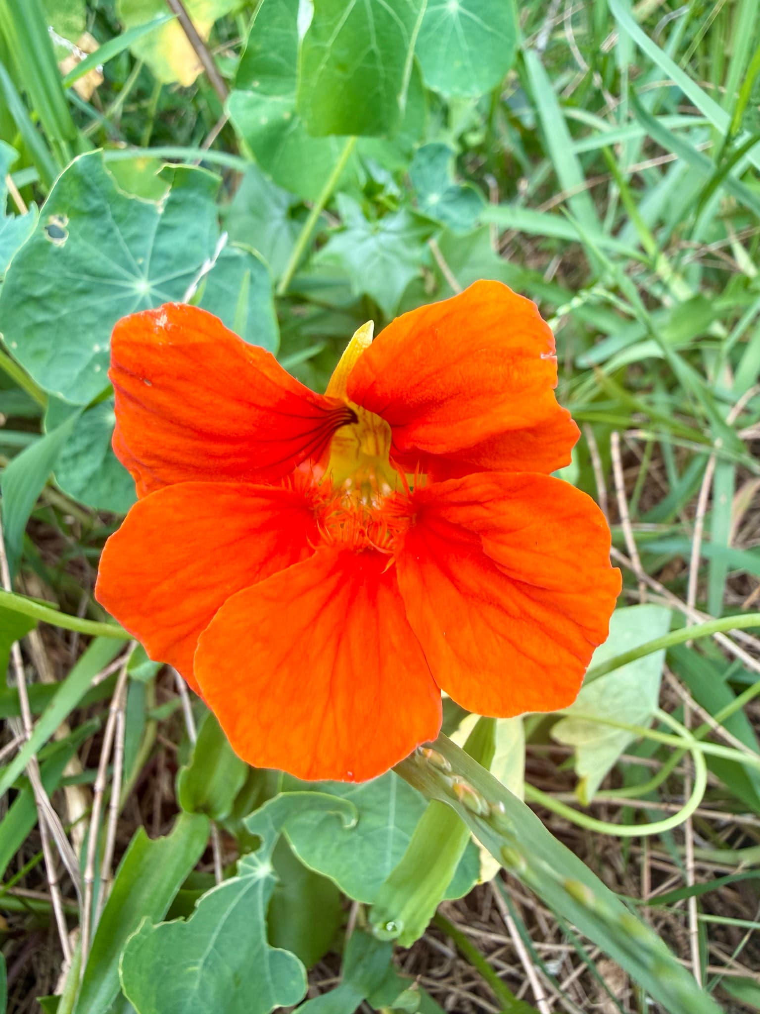 Nasturtium