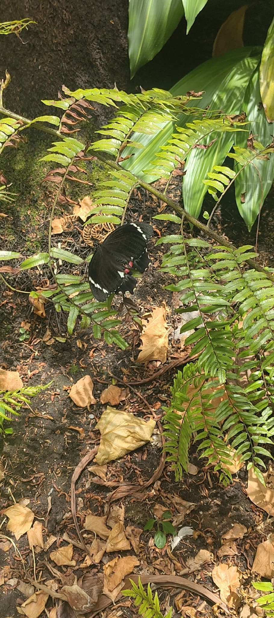Papilio bacelarae
