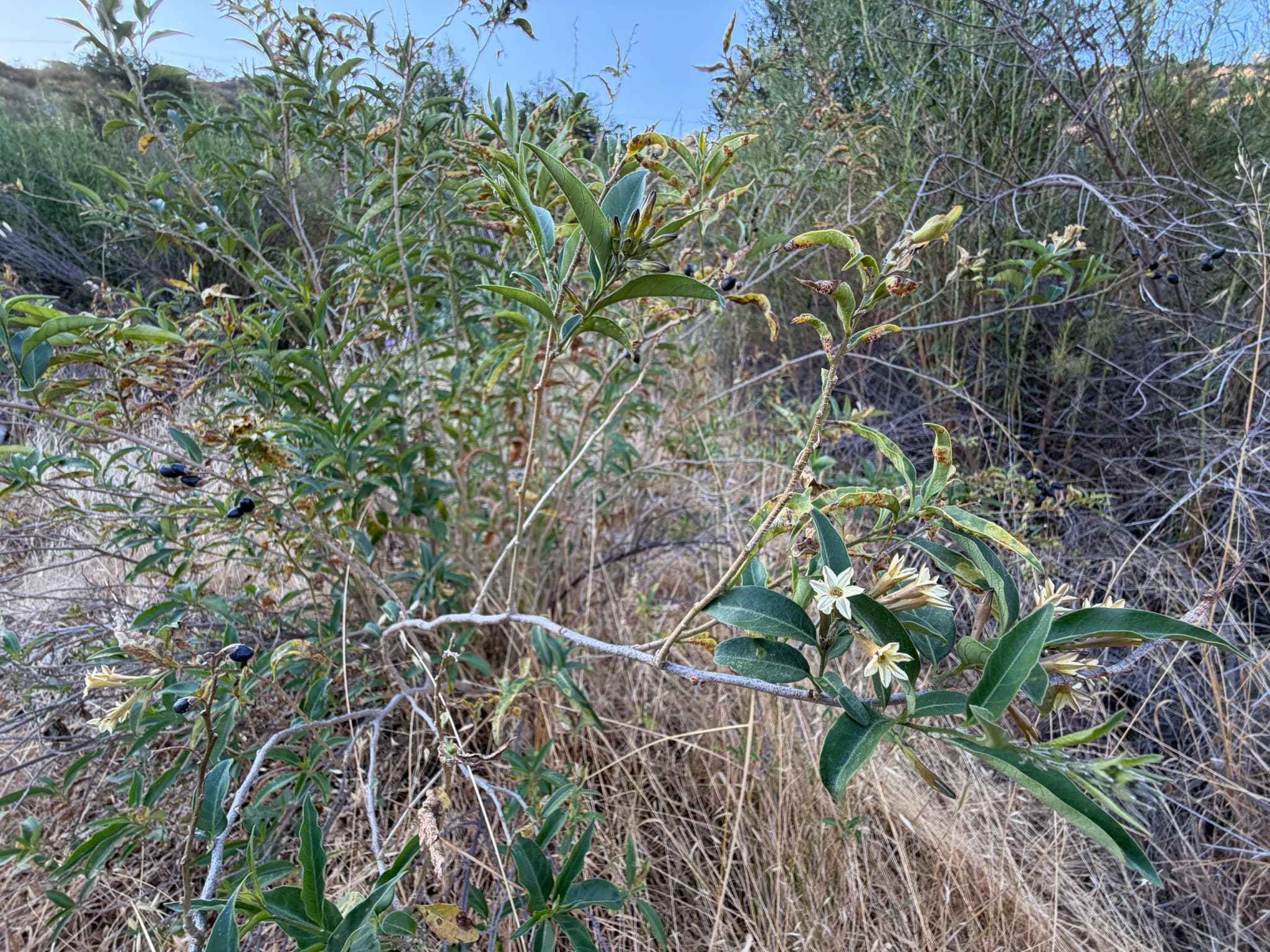 Peru cestrum