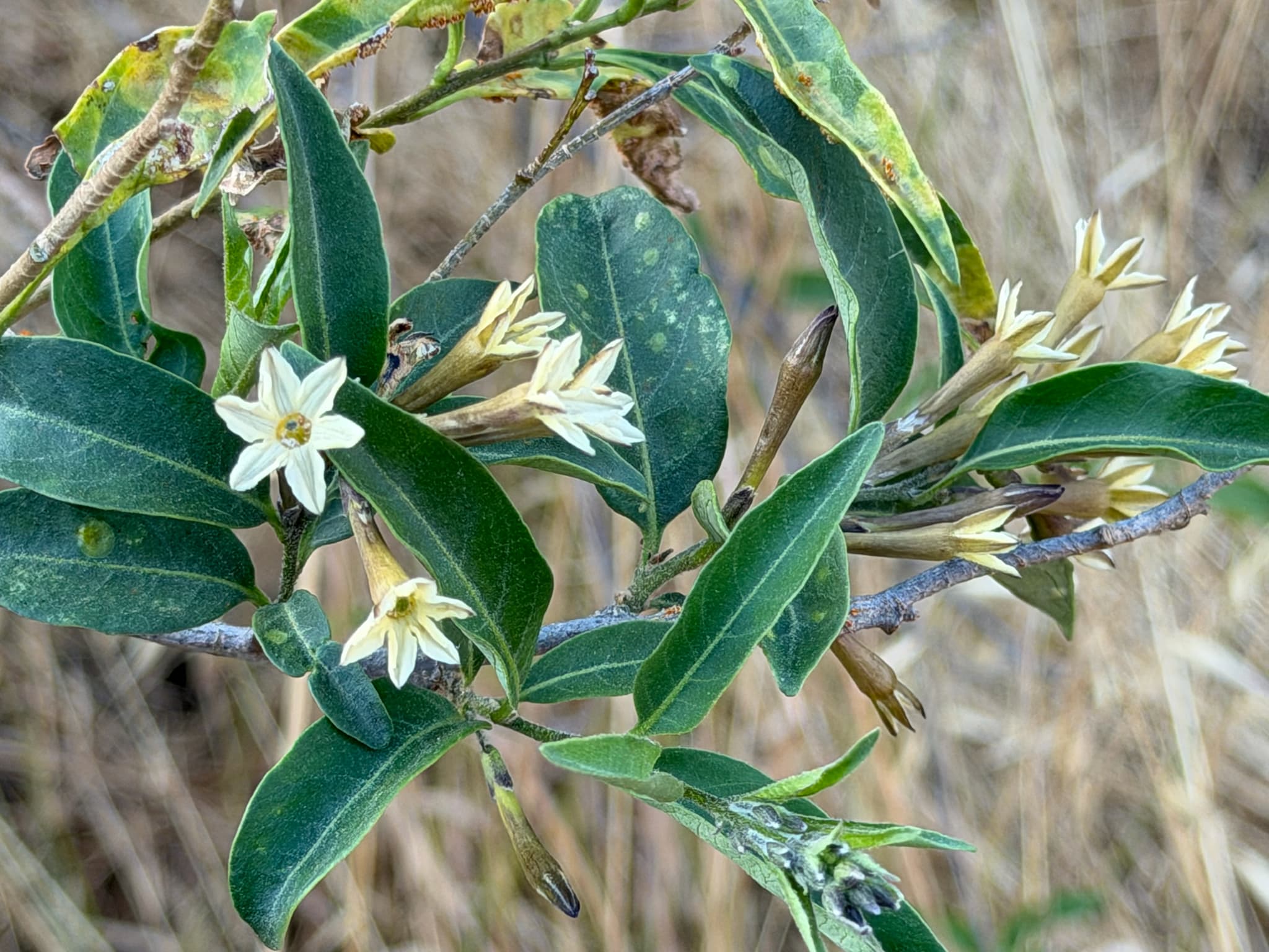 Peru cestrum
