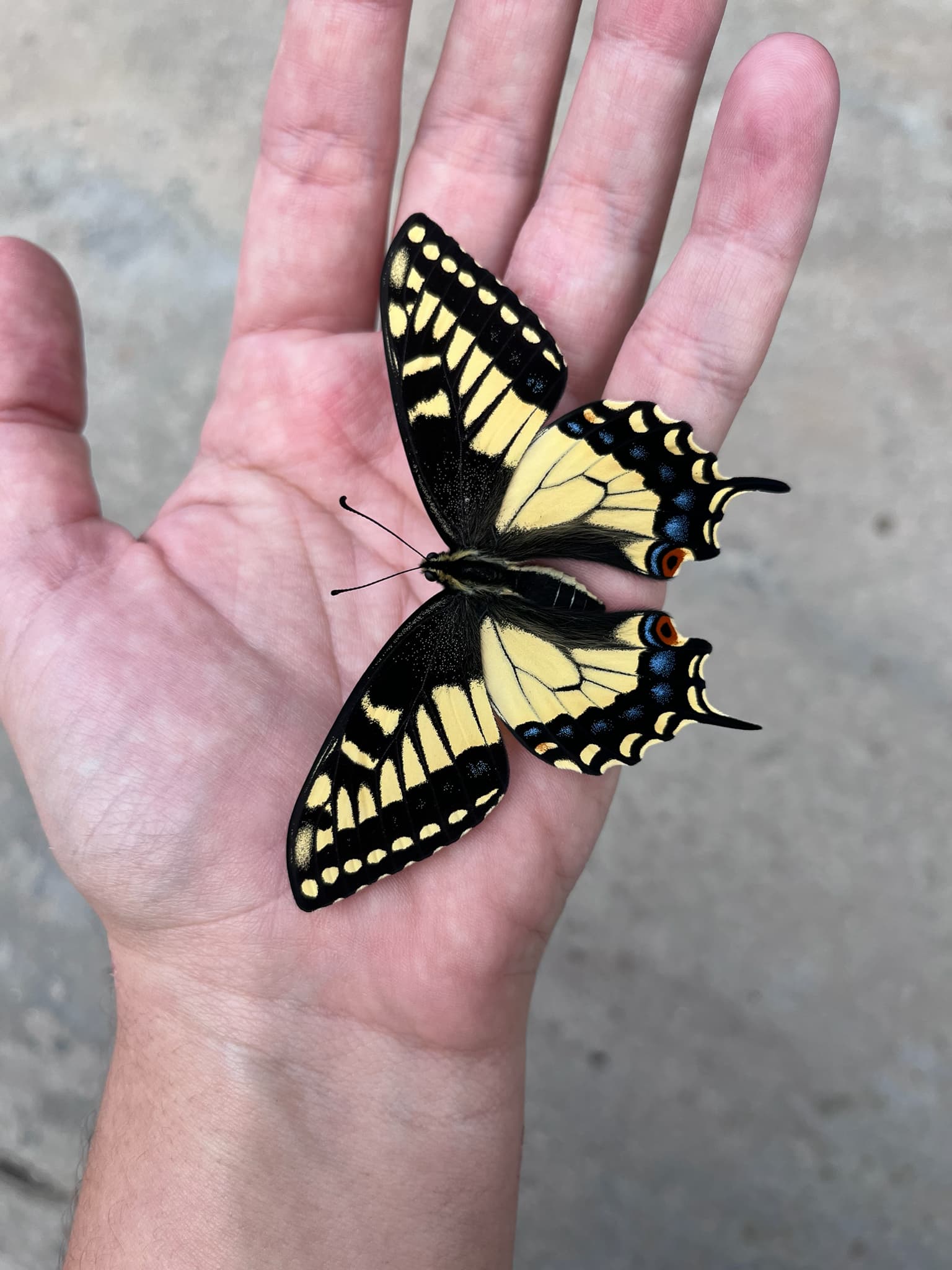 Papilio Nicobarensis