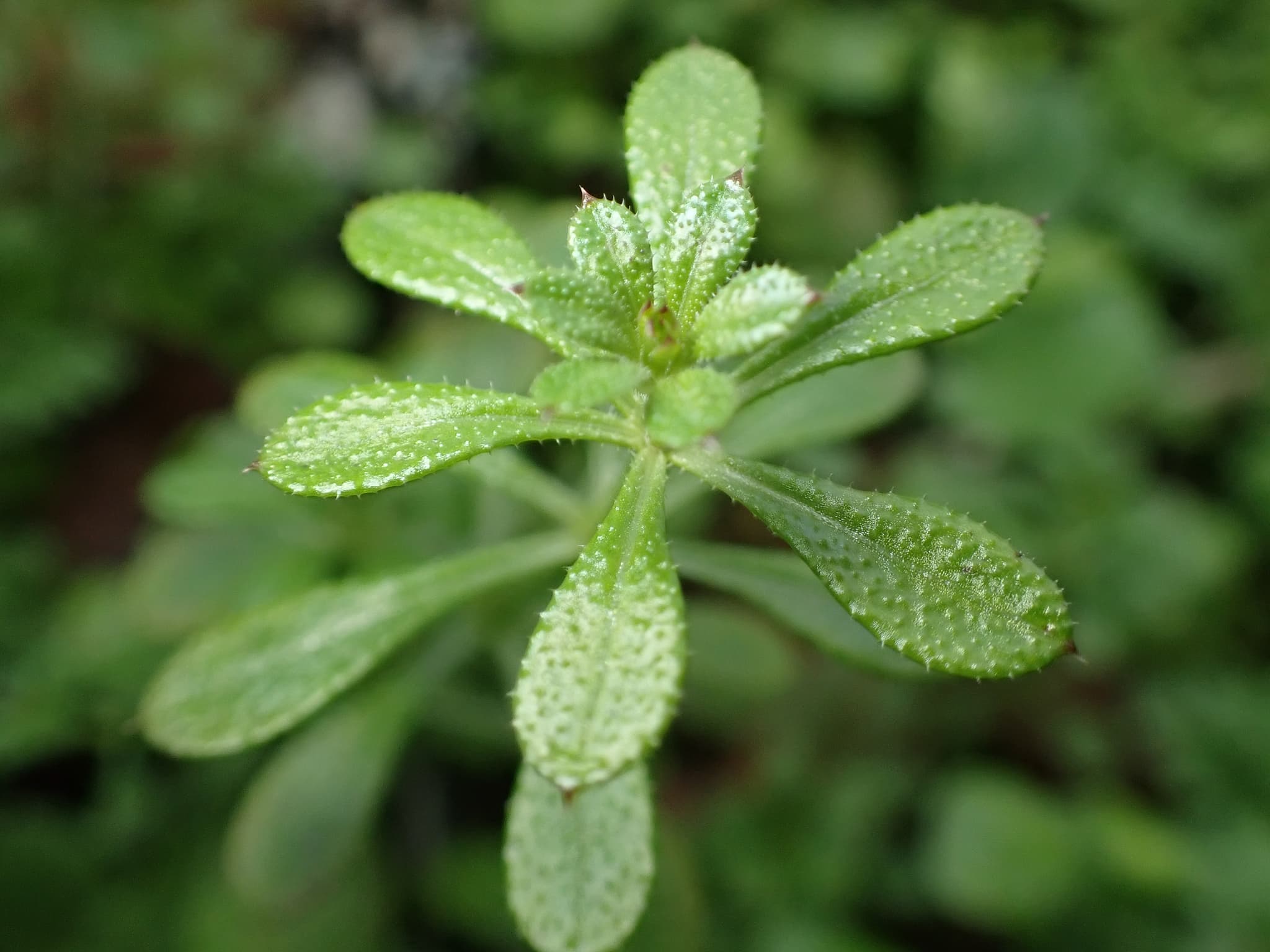 Bedstraw (Cleavers)