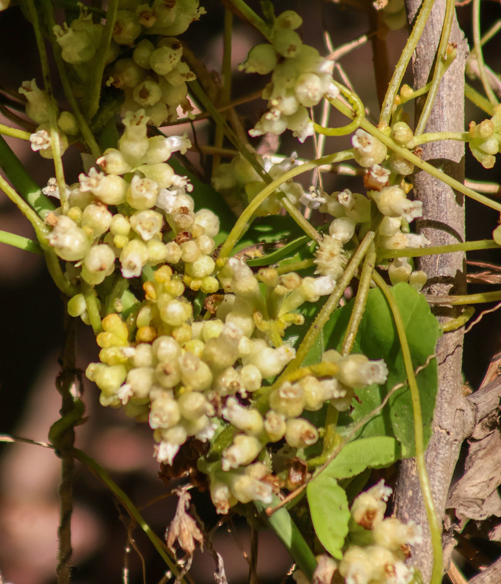 Convolvulus scindicus