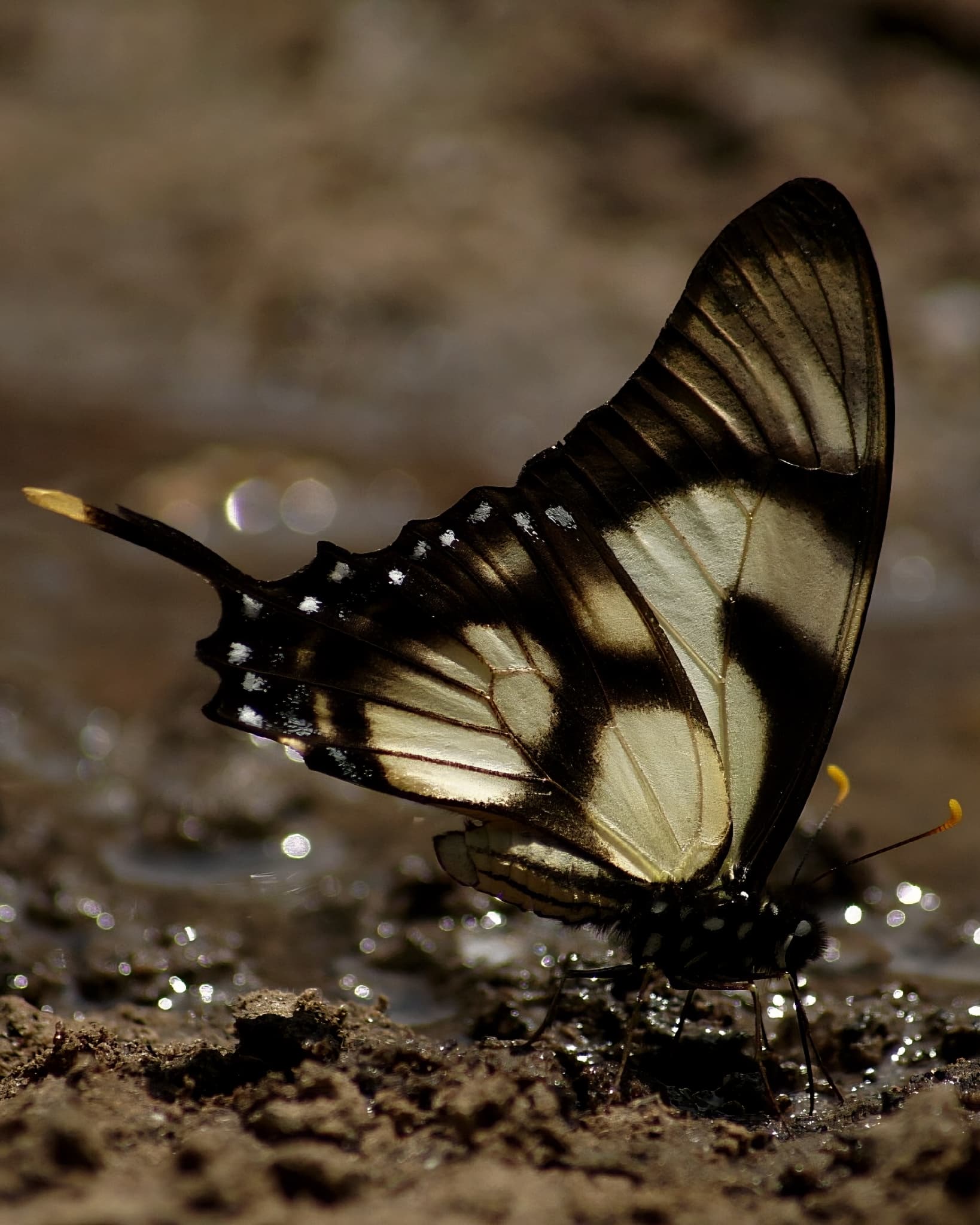 Eurytides leucosilaus