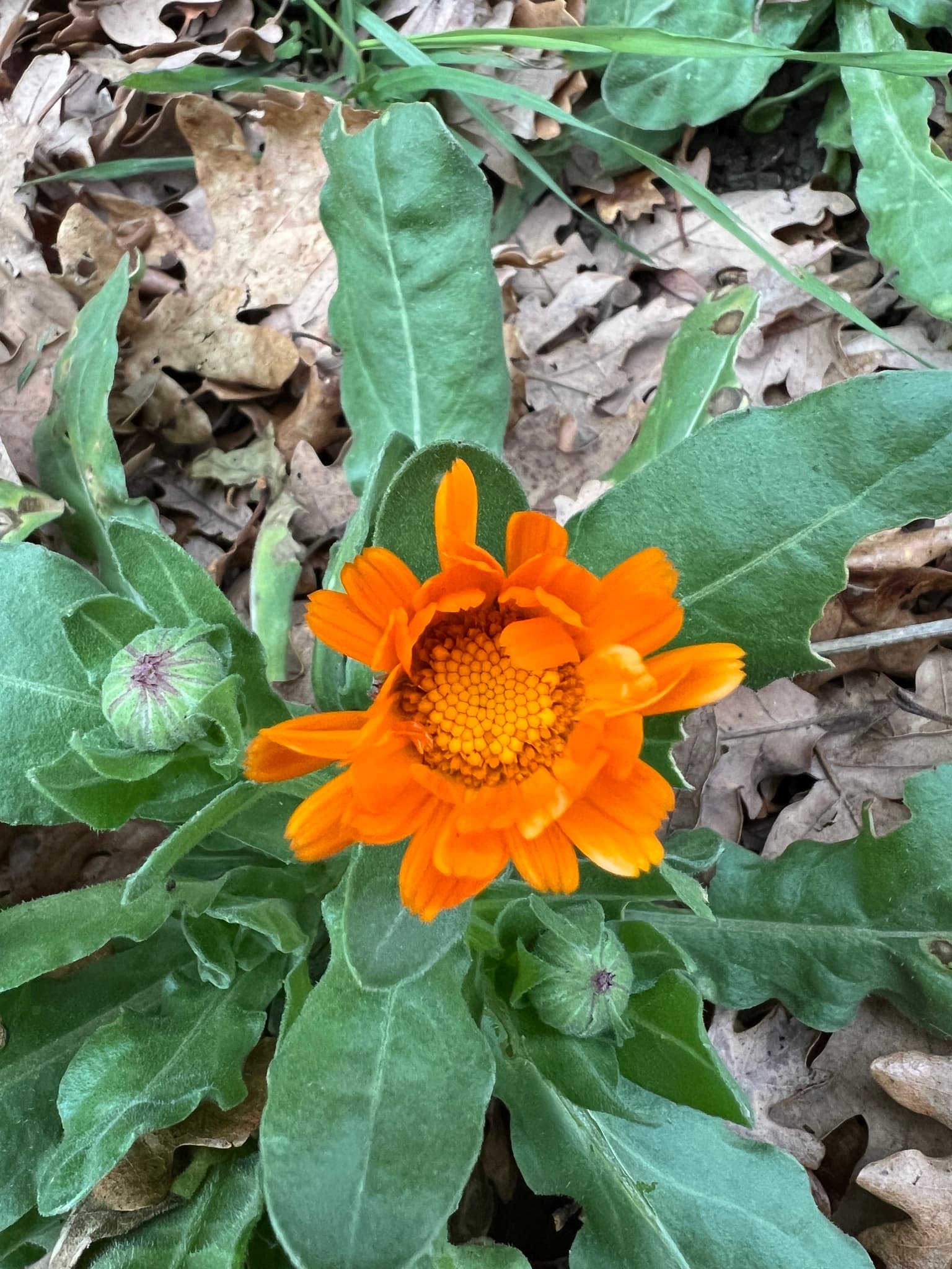 Calendula / Marigold