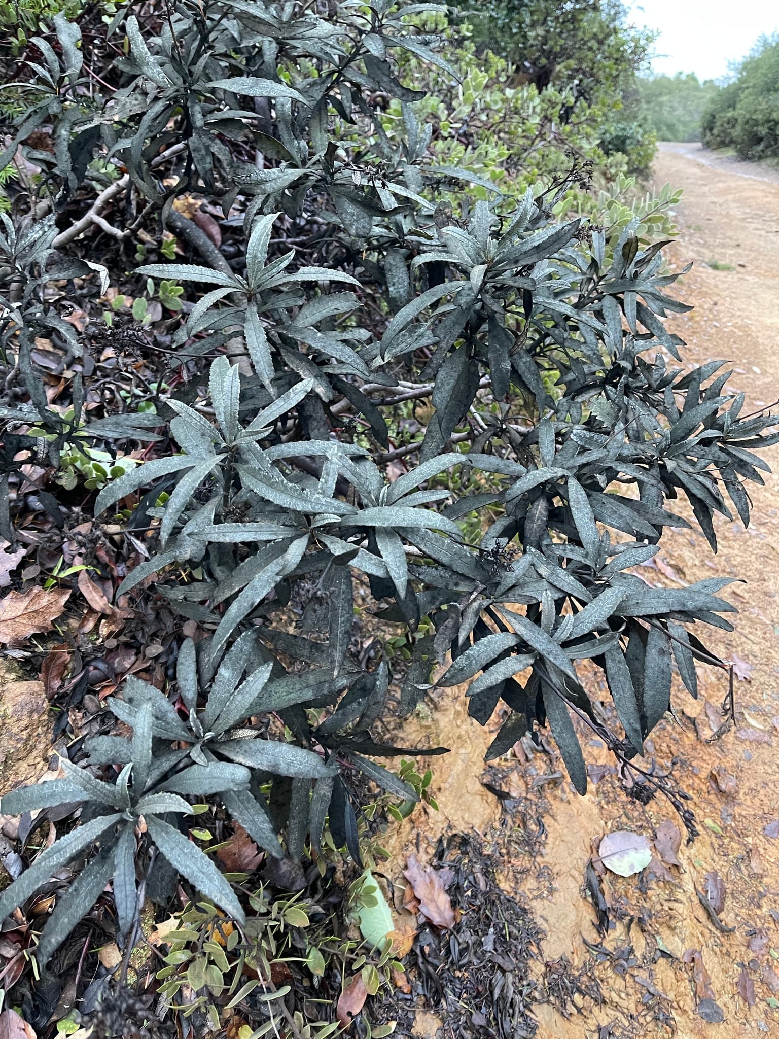 Yerba Santa