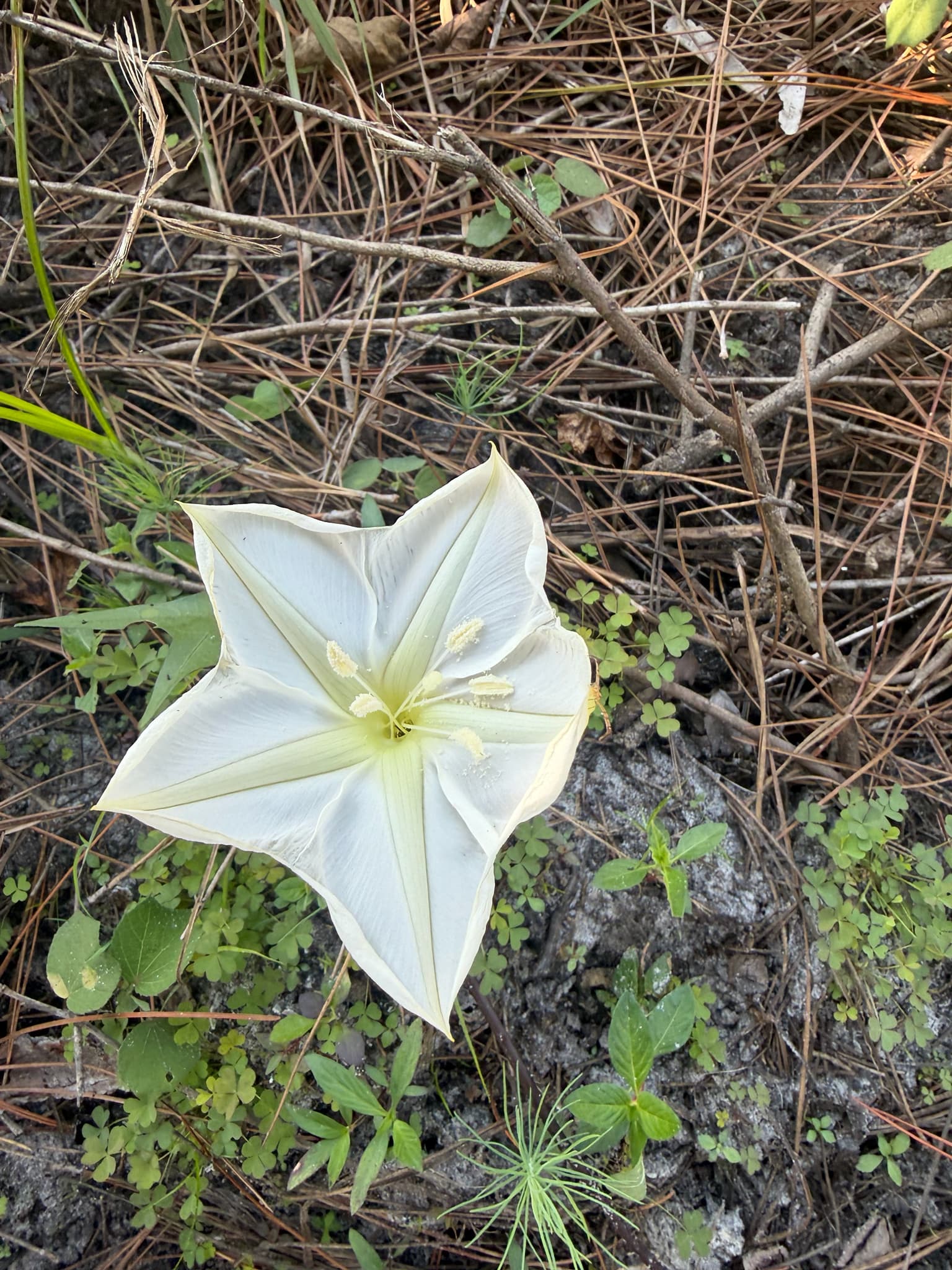 Convolvulus scindicus