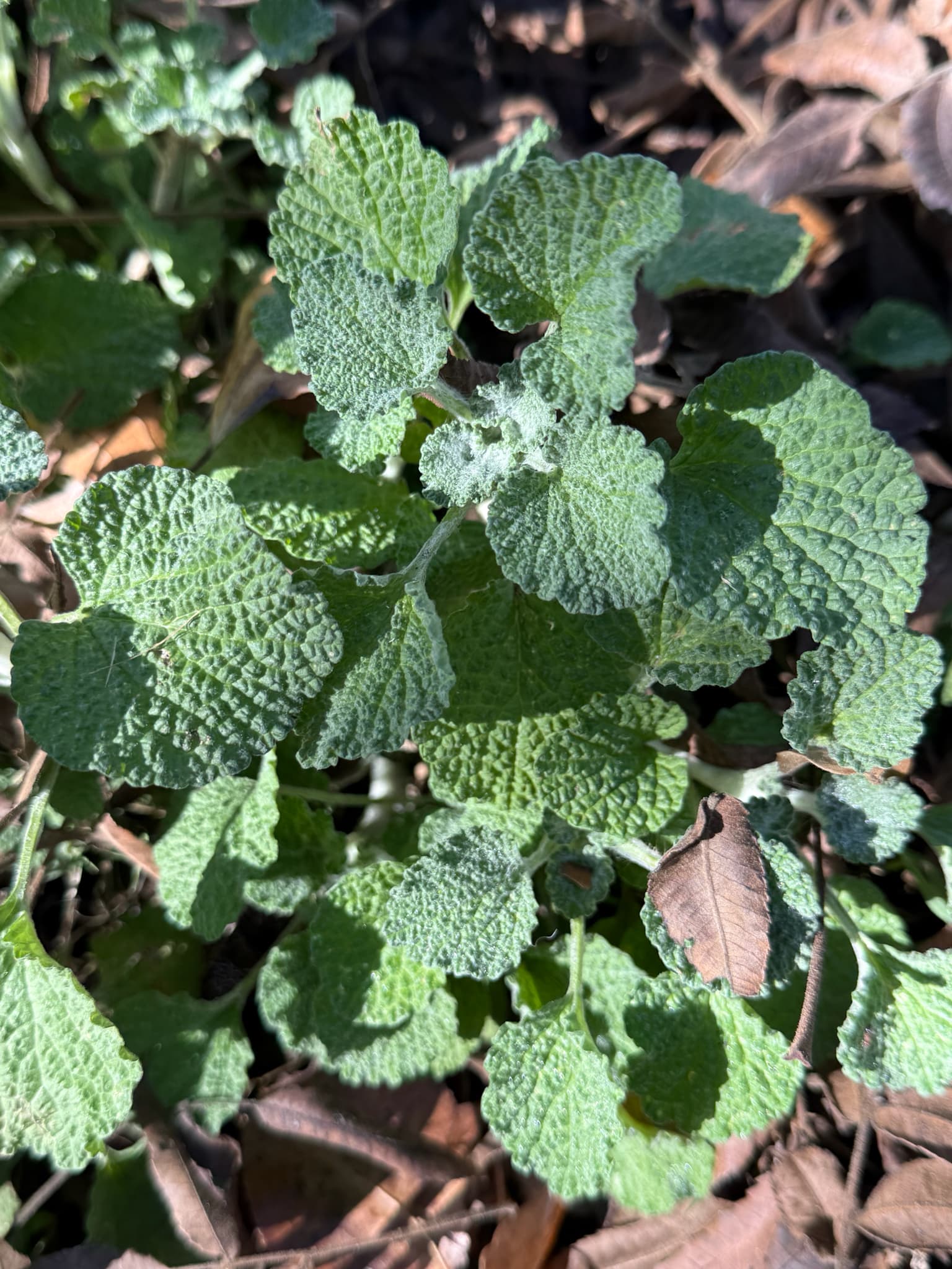 White Horehound