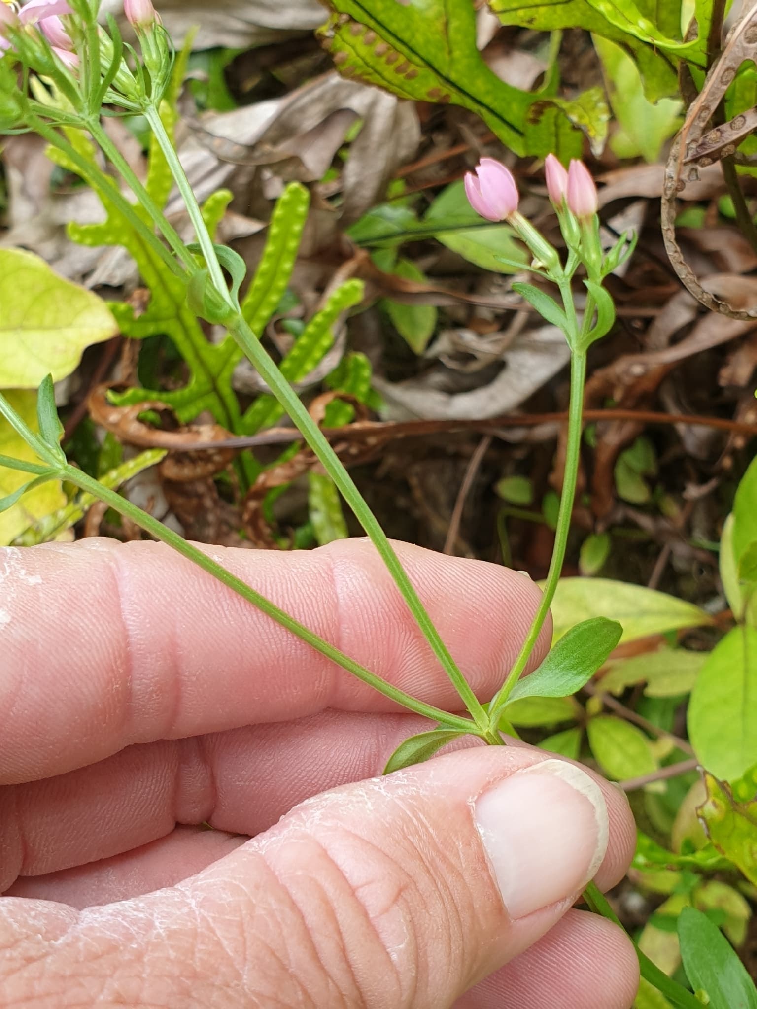 Centaury