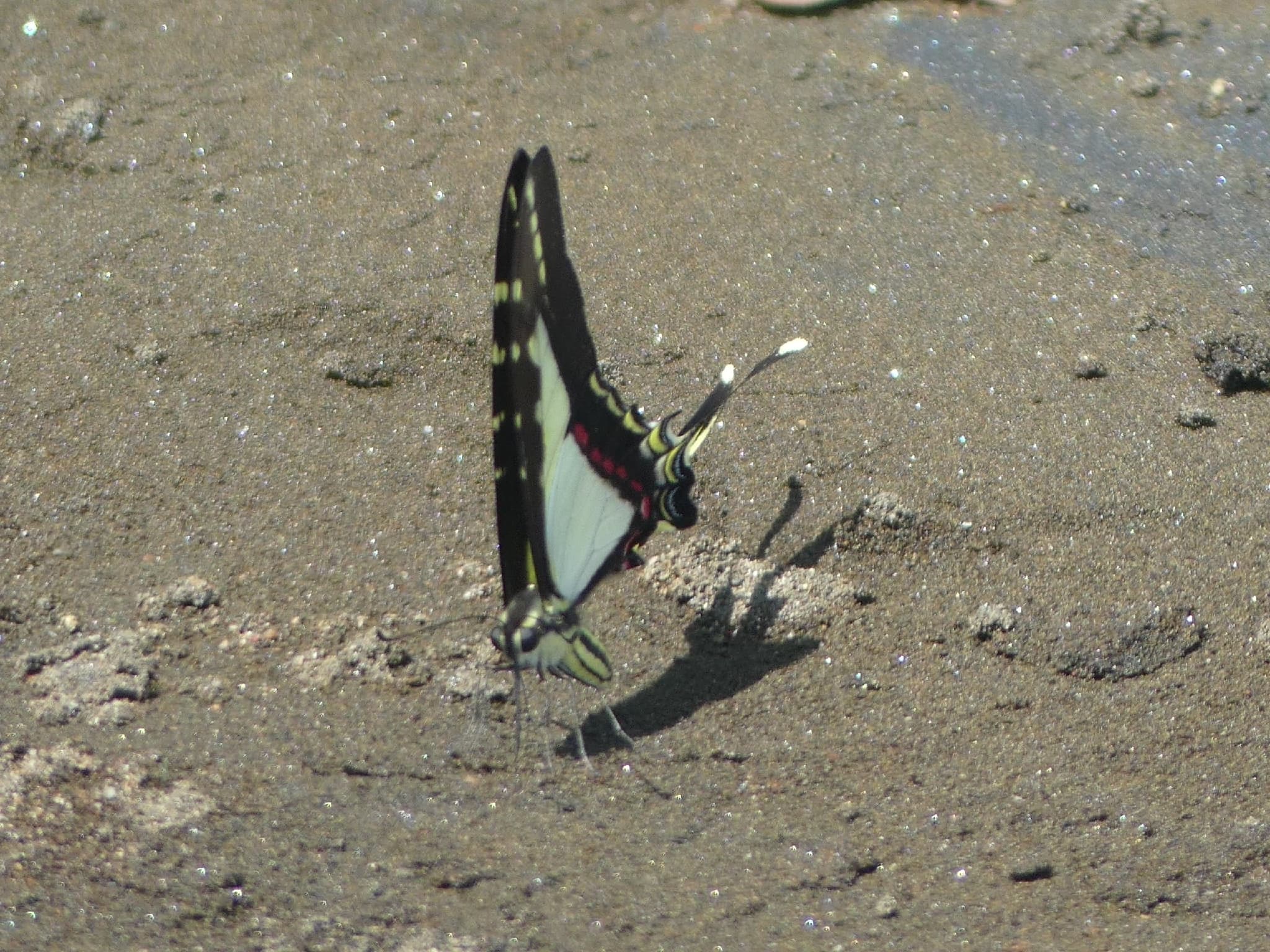 Eurytides orthosilaus