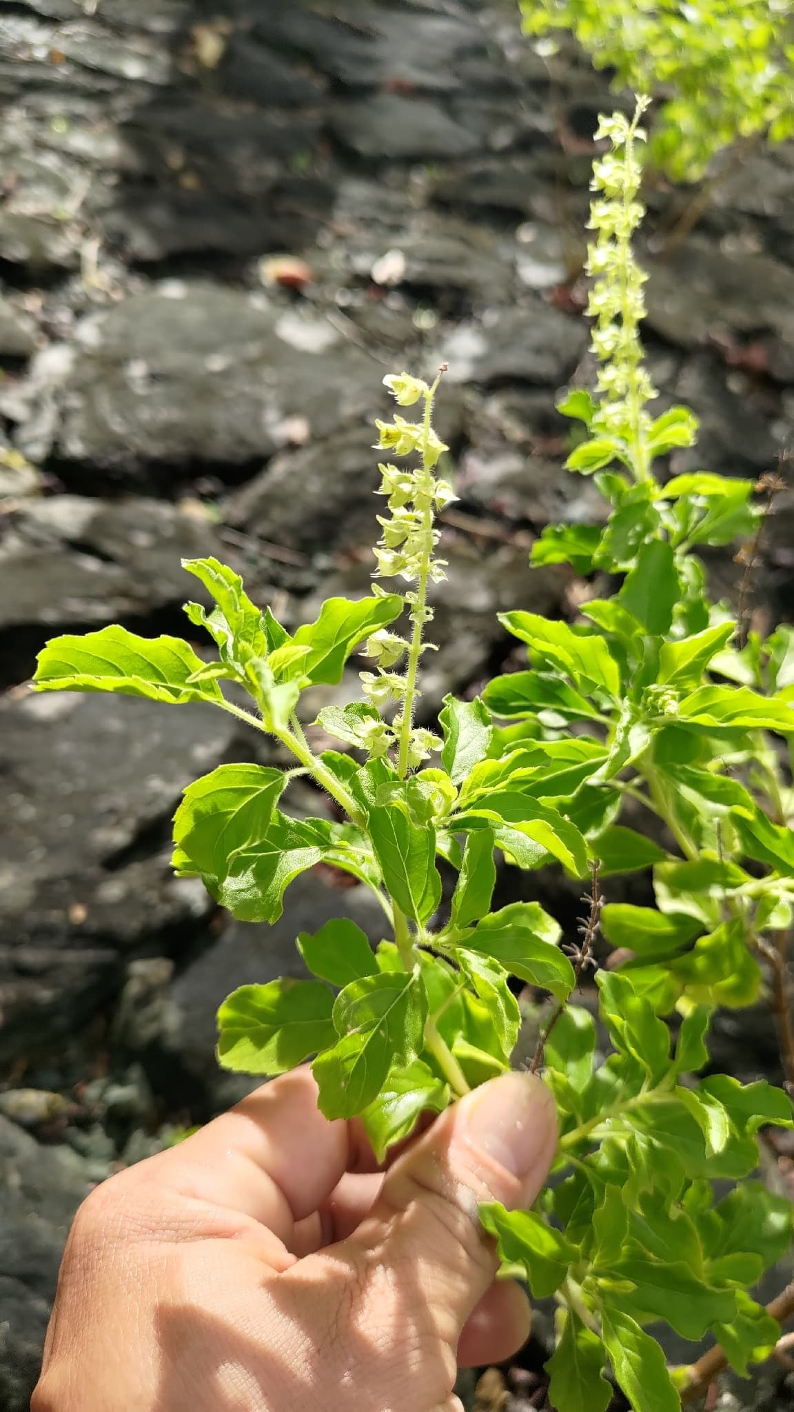 Holy Basil (Tulsi)
