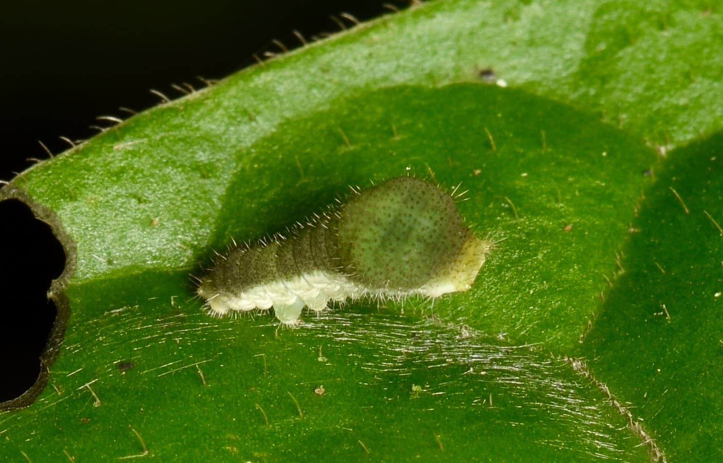 Lamproptera amplifascia (Caterpillar)