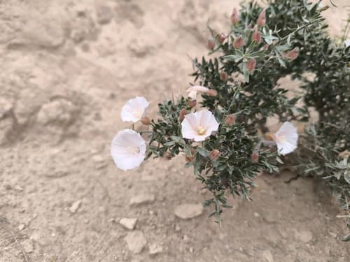 Convolvulus Spinosus