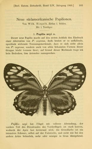 Papilio neyi