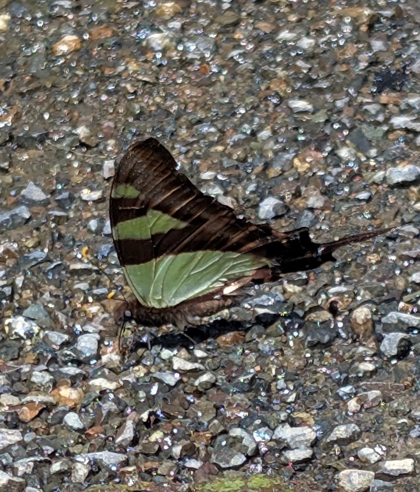 Eurytides orthosilaus