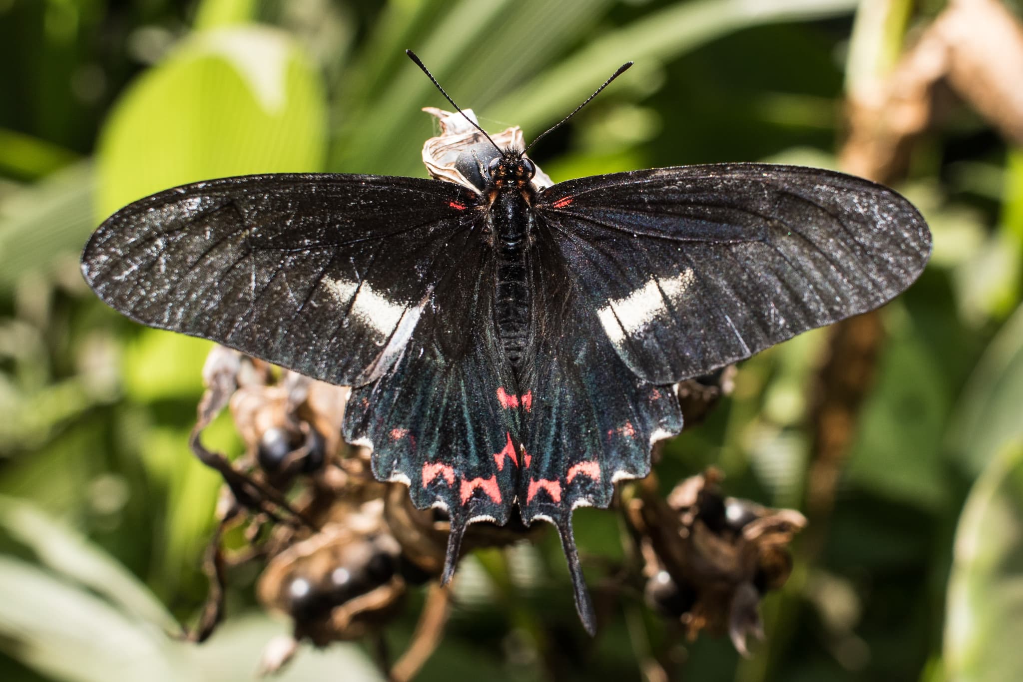 Not a Medicinal Plant