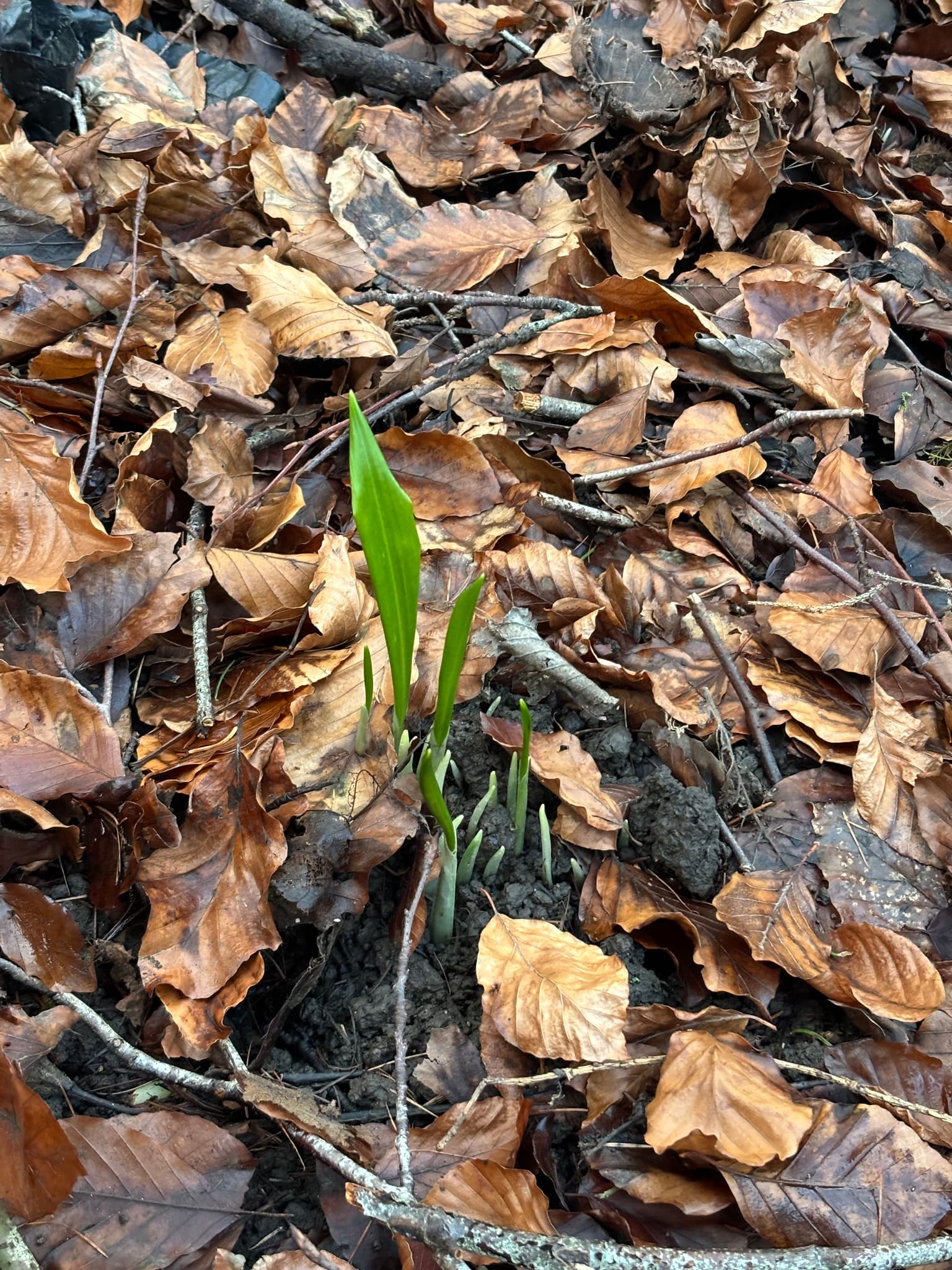 Ramsons (Wild Garlic)