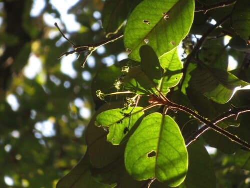 Hydrangea nebulicola