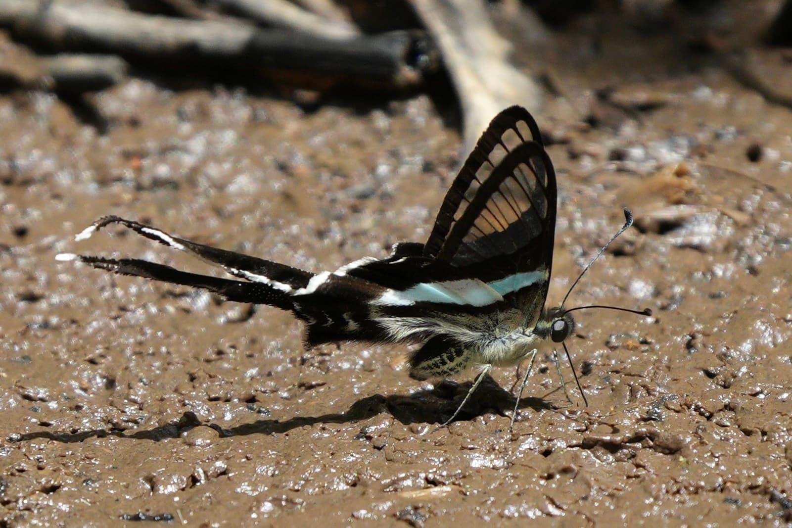 Lamproptera amplifascia