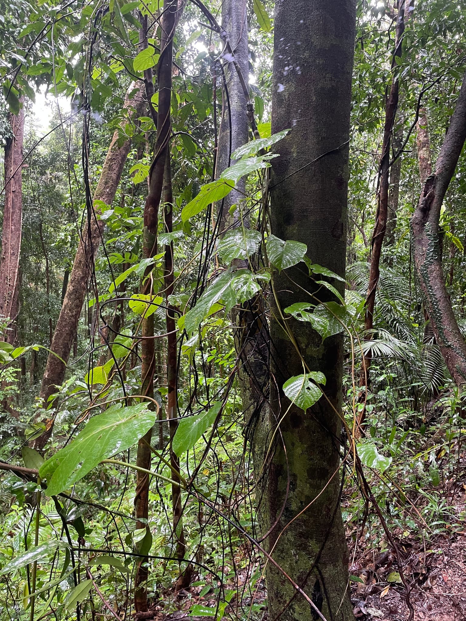 Decalobanthus clemensianus