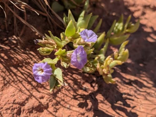 Sclerophylax difulvioi