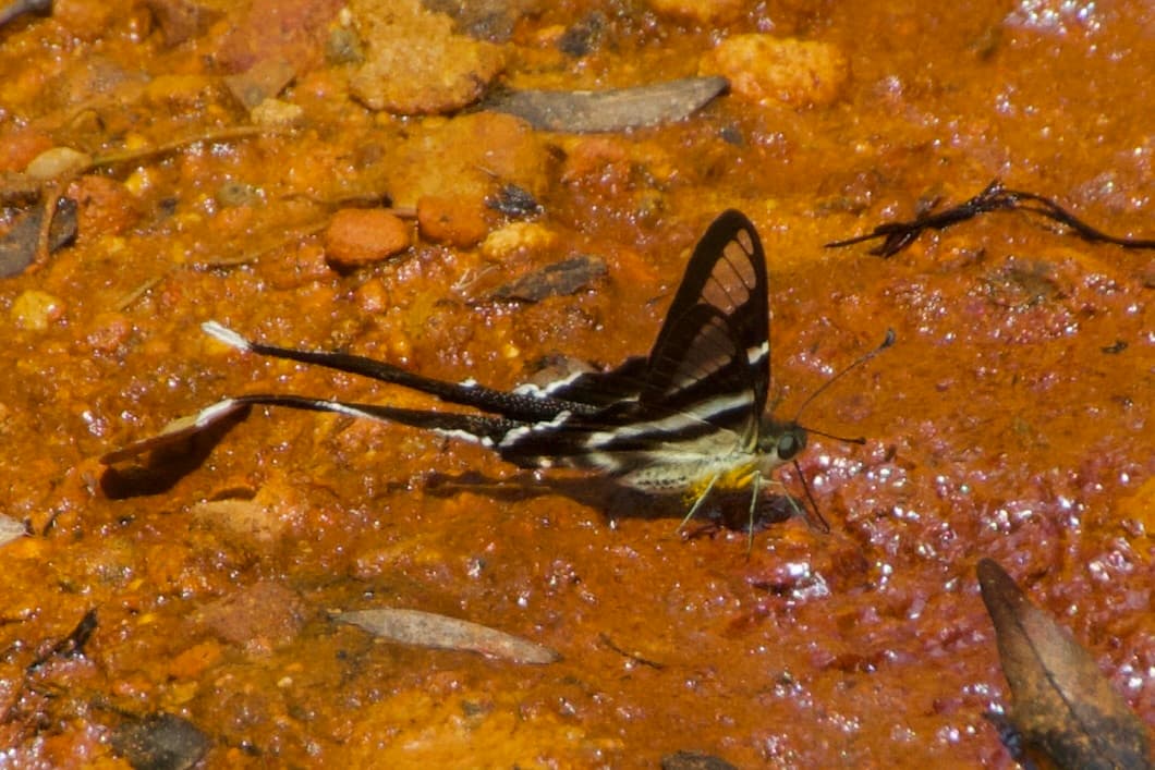 Lamproptera akirai