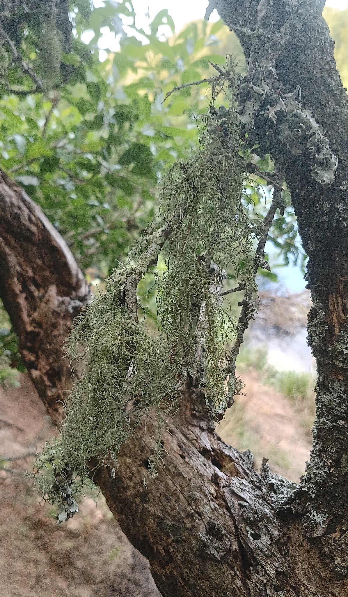 Usnea