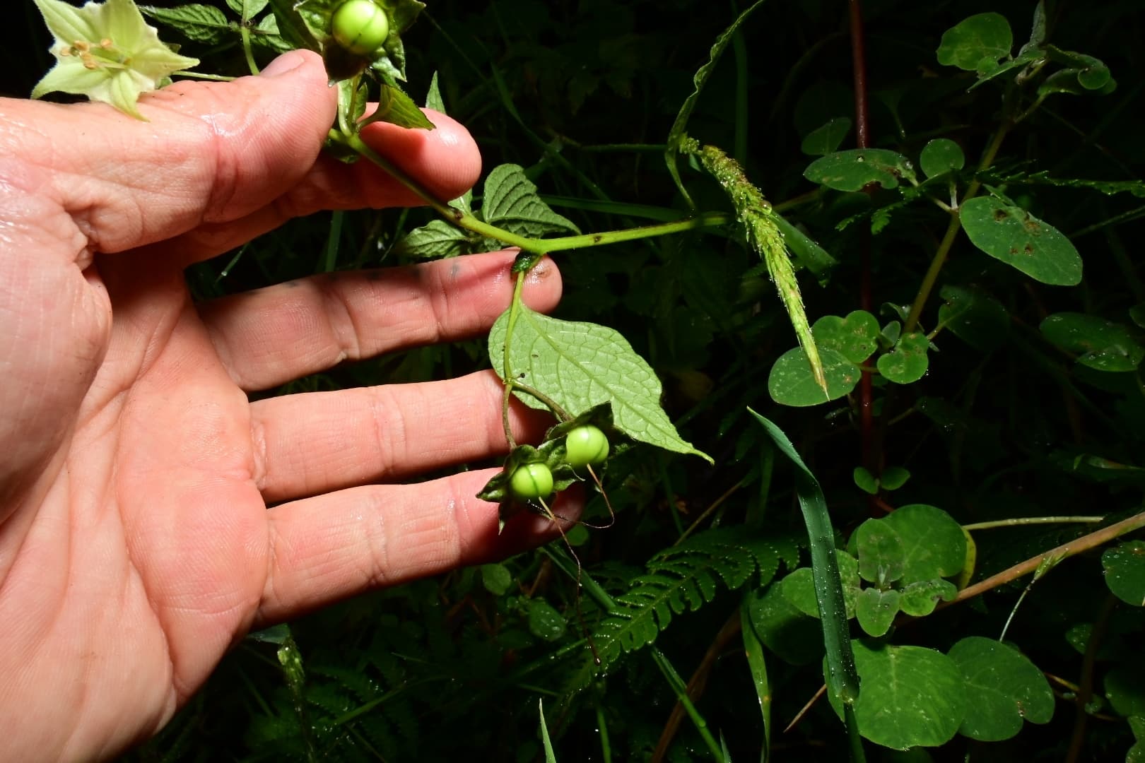 Jaltomata veracruzana