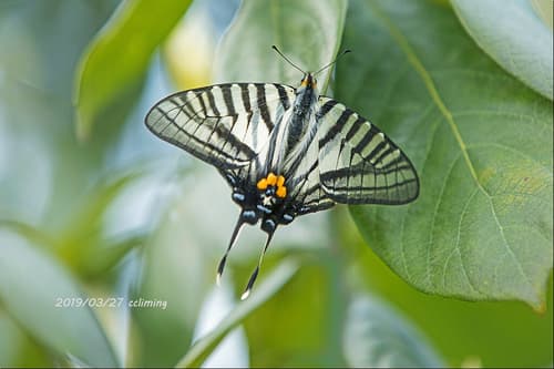 Graphium mullah