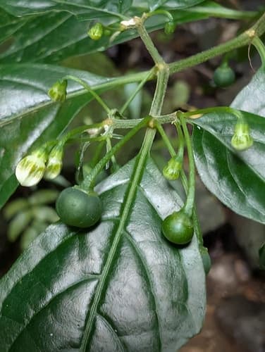 Capsicum schottianum