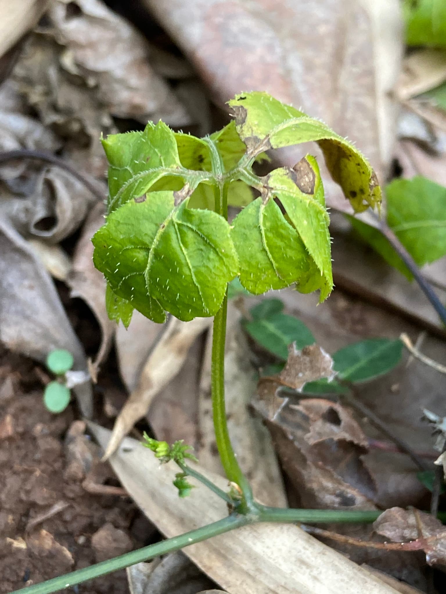 Eleuthero (Siberian Ginseng)