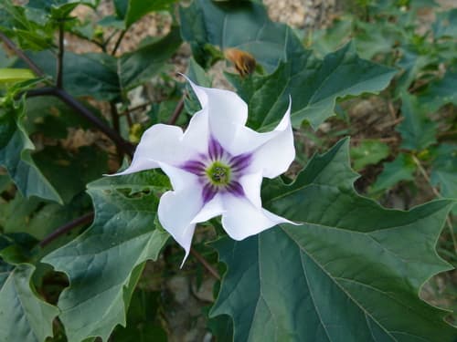 Jimsonweed