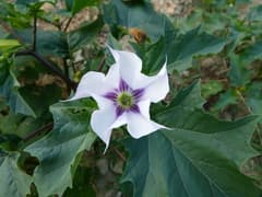 Jimsonweed