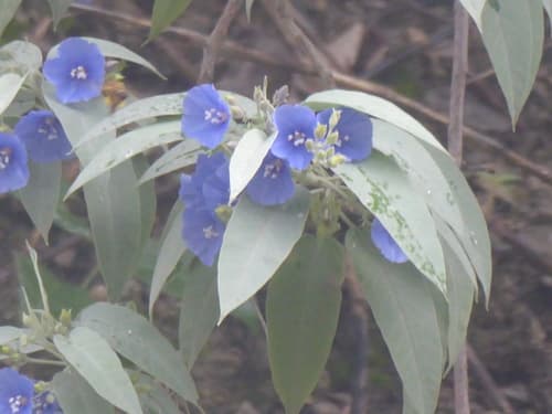 Jacquemontia floribunda