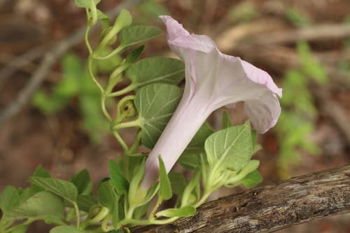 Ipomoea densibracteata