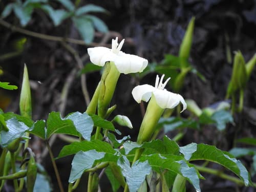 Merremia platyphylla