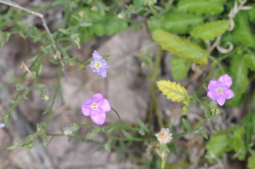 Leptoglossis linifolia