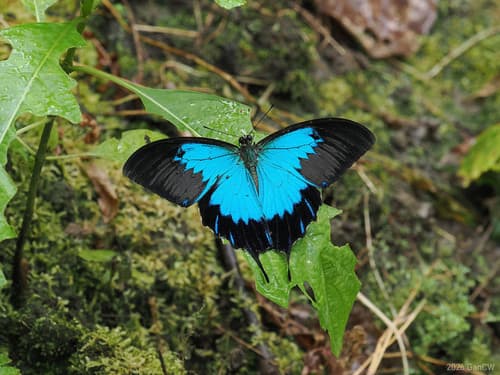 Papilio telegonus