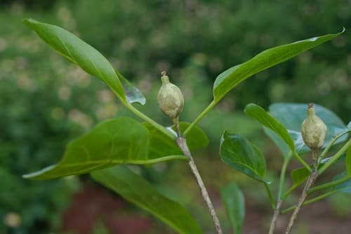 Grevea madagascariensis