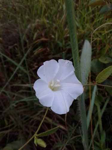 Distimake maragniensis