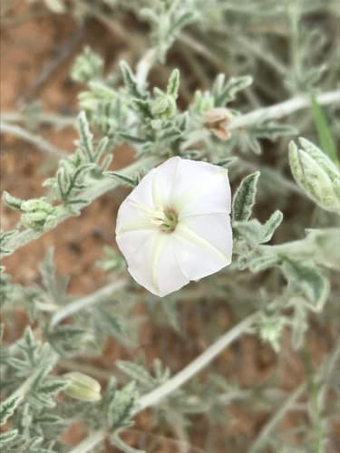 Convolvulus ocellatus