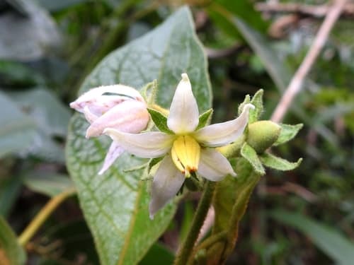 Solanum erythrotrichum